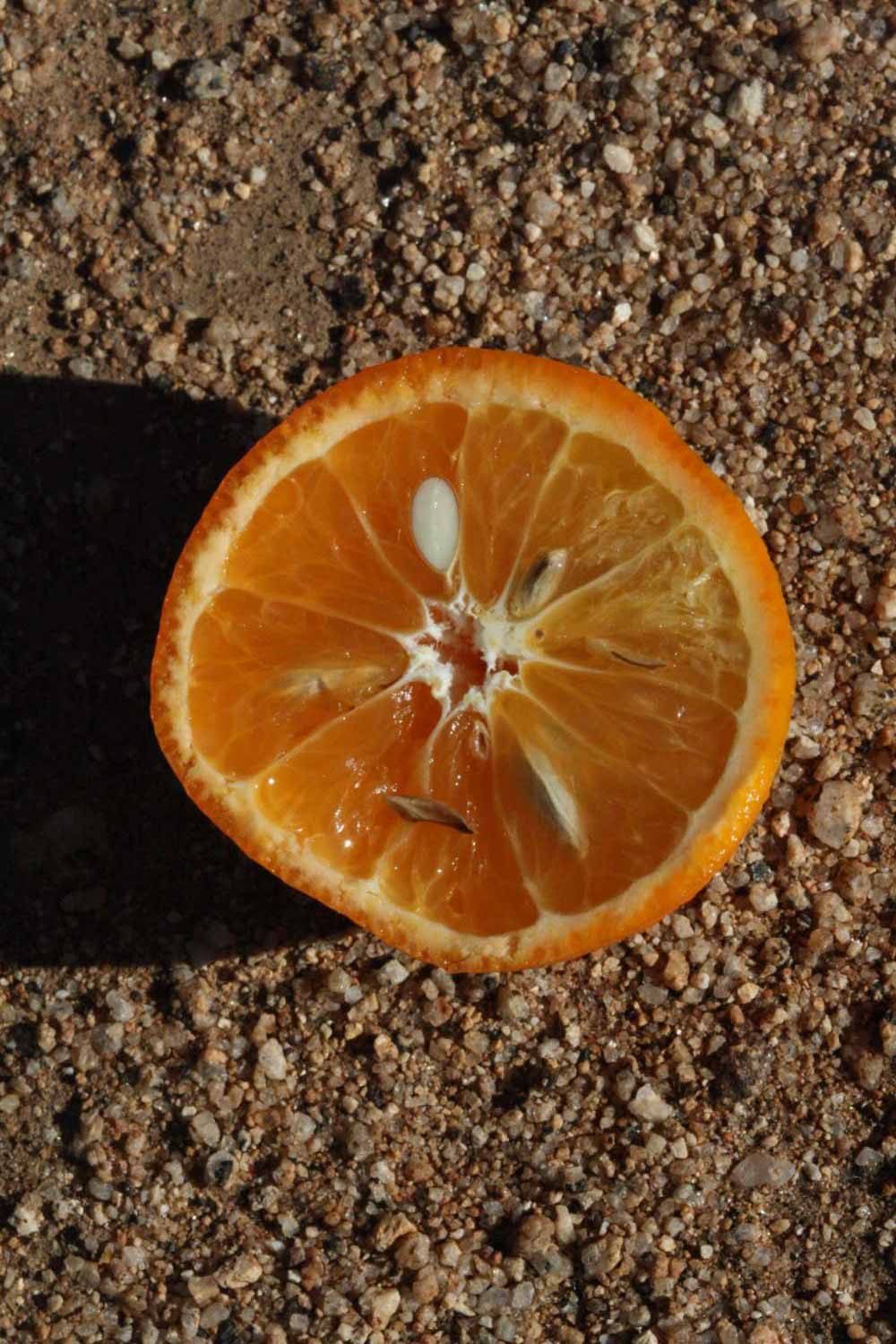              Fruit cross-section (Riverside, CA)       